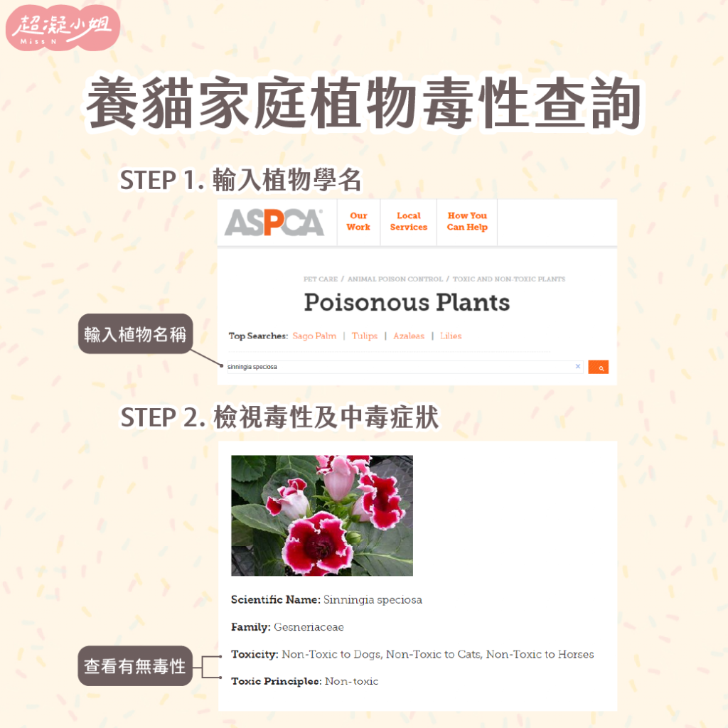 如何查詢花卉是否對貓咪有毒