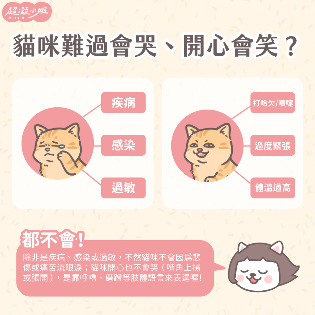 貓咪表情 貓咪鬍鬚 貓咪耳朵 貓咪心情 貓咪生病