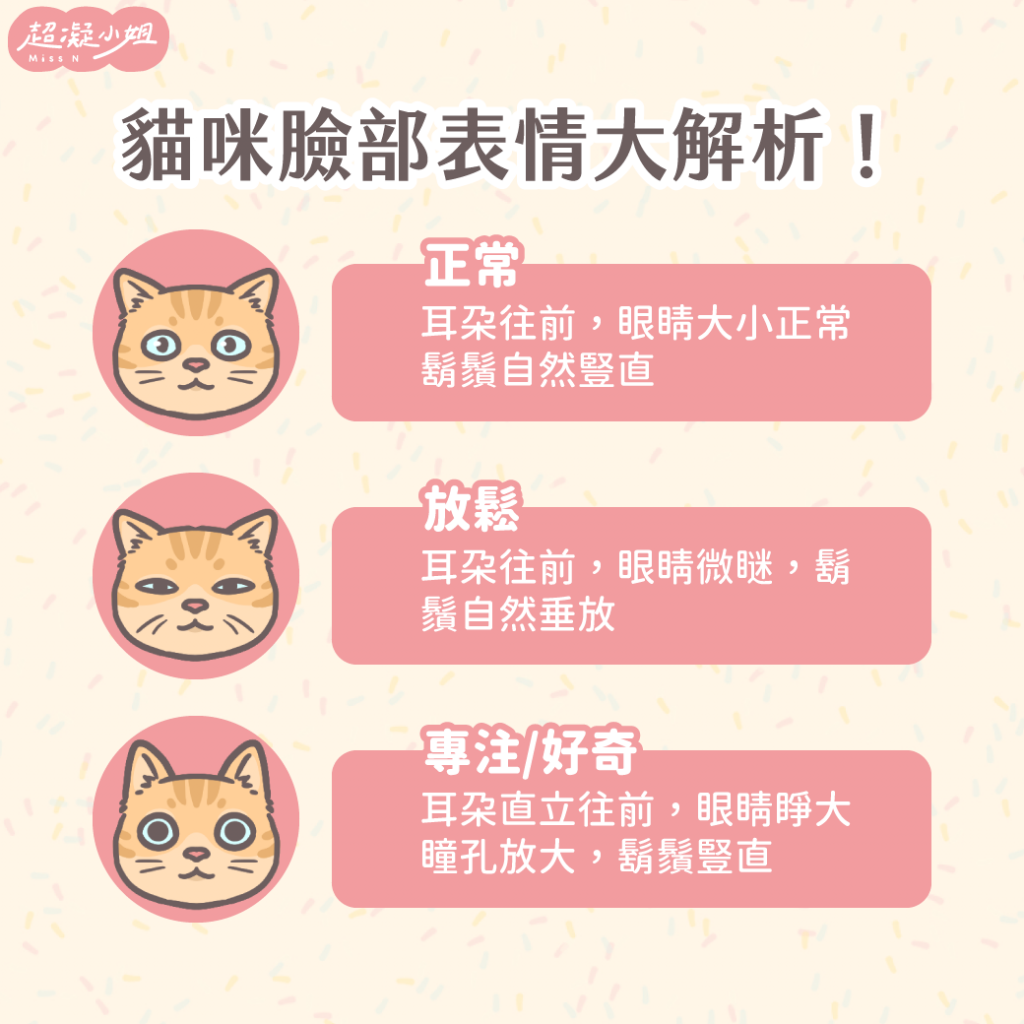 貓咪表情 貓咪鬍鬚 貓咪耳朵 貓咪心情 貓咪生病