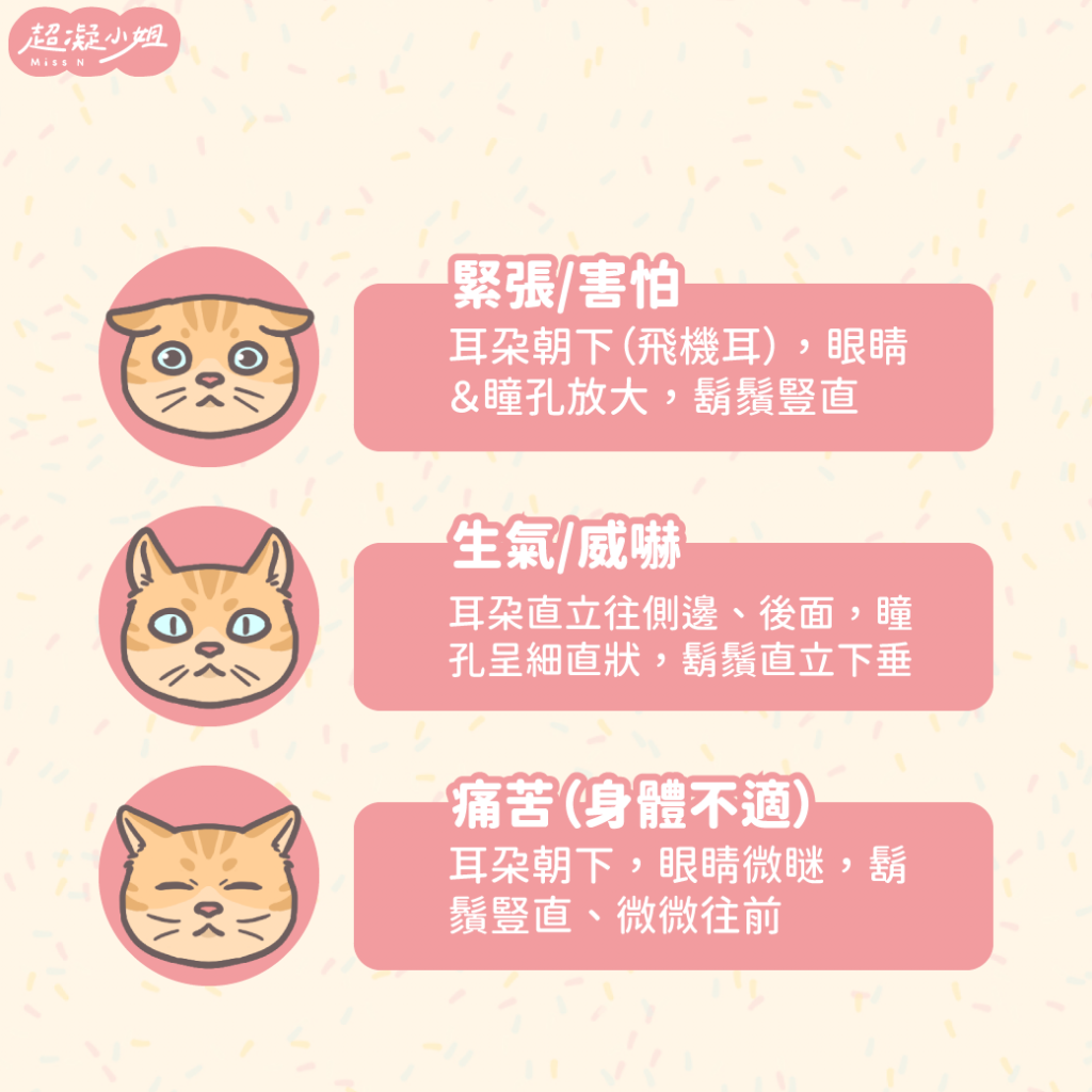 貓咪表情 貓咪鬍鬚 貓咪耳朵 貓咪心情 貓咪生病