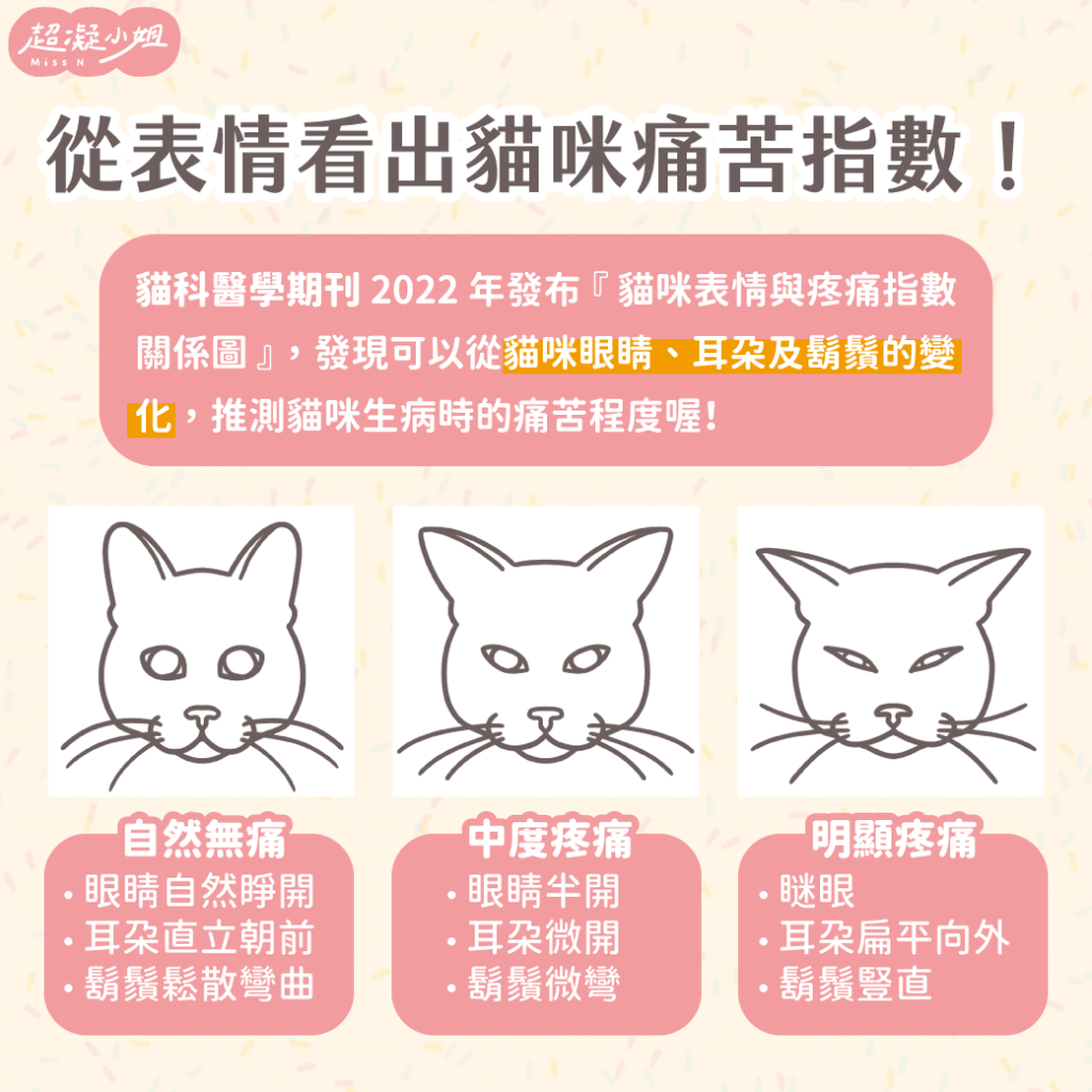 貓咪表情 貓咪鬍鬚 貓咪耳朵 貓咪心情 貓咪生病