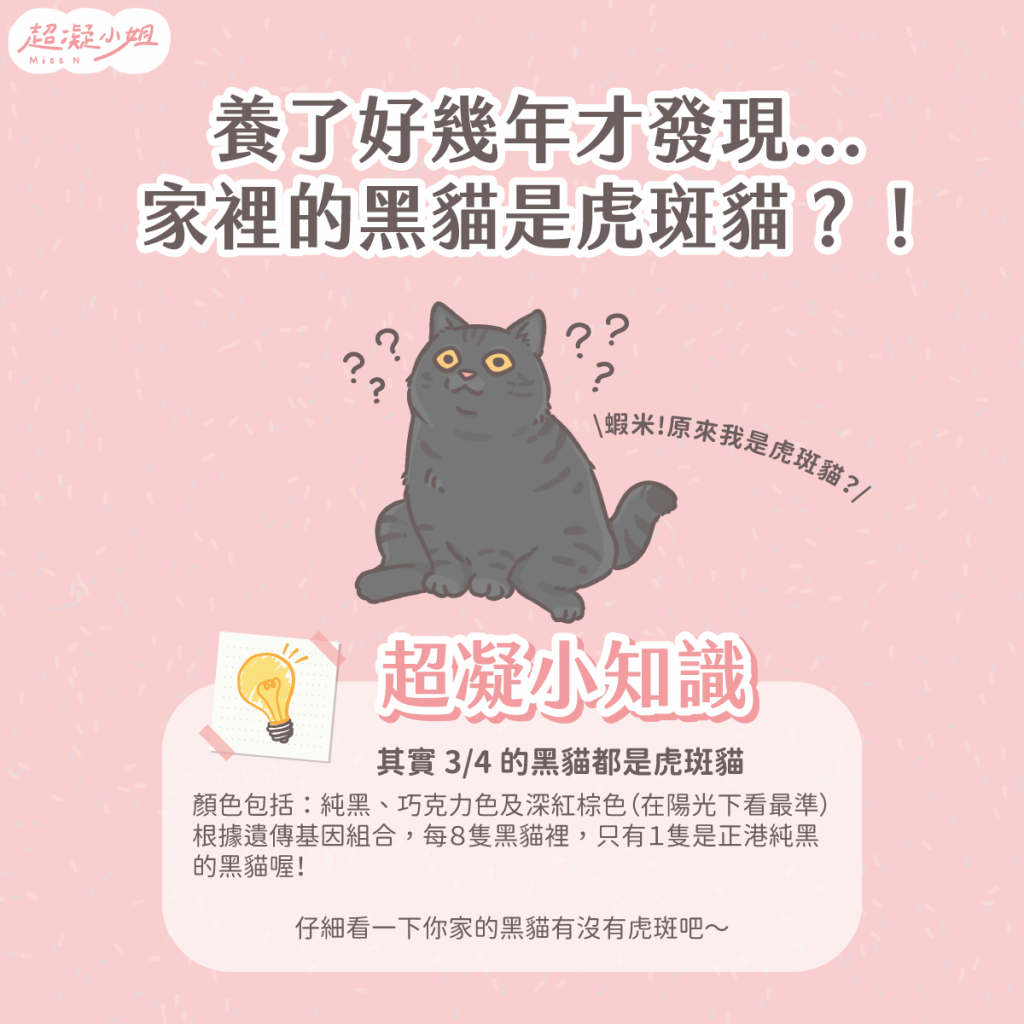 黑貓 黑色貓咪 黑貓傳說 黑貓禁忌 黑貓個性 黑貓虎斑