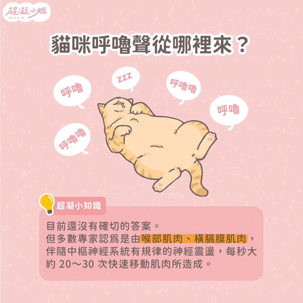 貓咪呼嚕 貓咪呼嚕聲 貓呼嚕意思