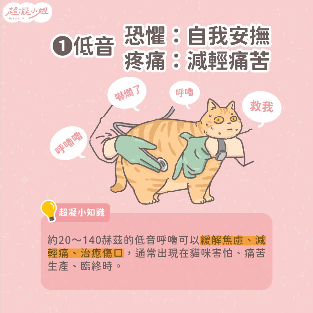 貓咪呼嚕 貓咪呼嚕聲 貓呼嚕意思