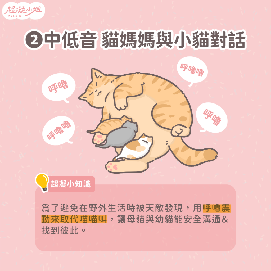 貓咪呼嚕 貓咪呼嚕聲 貓呼嚕意思