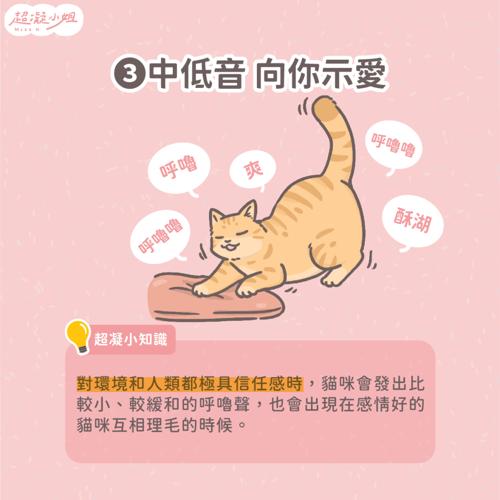 貓咪呼嚕 貓咪呼嚕聲 貓呼嚕意思