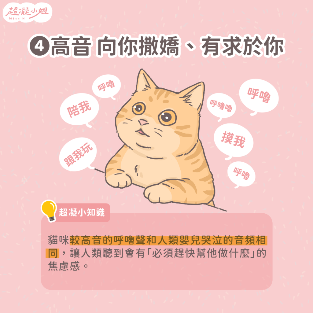 貓咪呼嚕 貓咪呼嚕聲 貓呼嚕意思