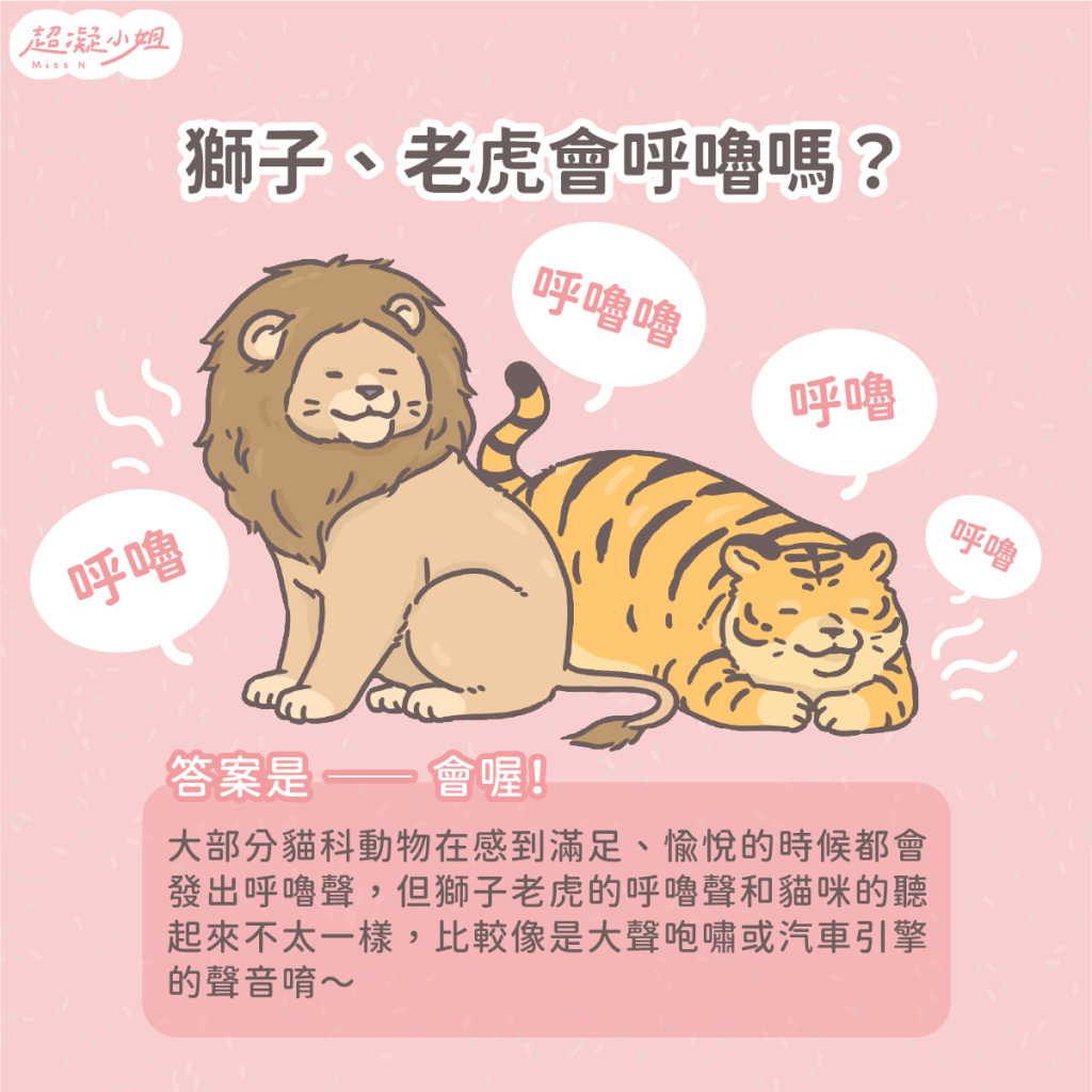 貓咪呼嚕 貓咪呼嚕聲 貓呼嚕意思 獅子呼嚕 老虎呼嚕