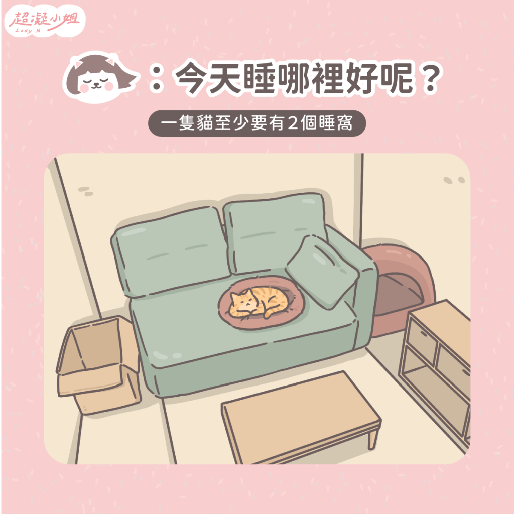 養貓空間 小空間養貓 養貓佈置