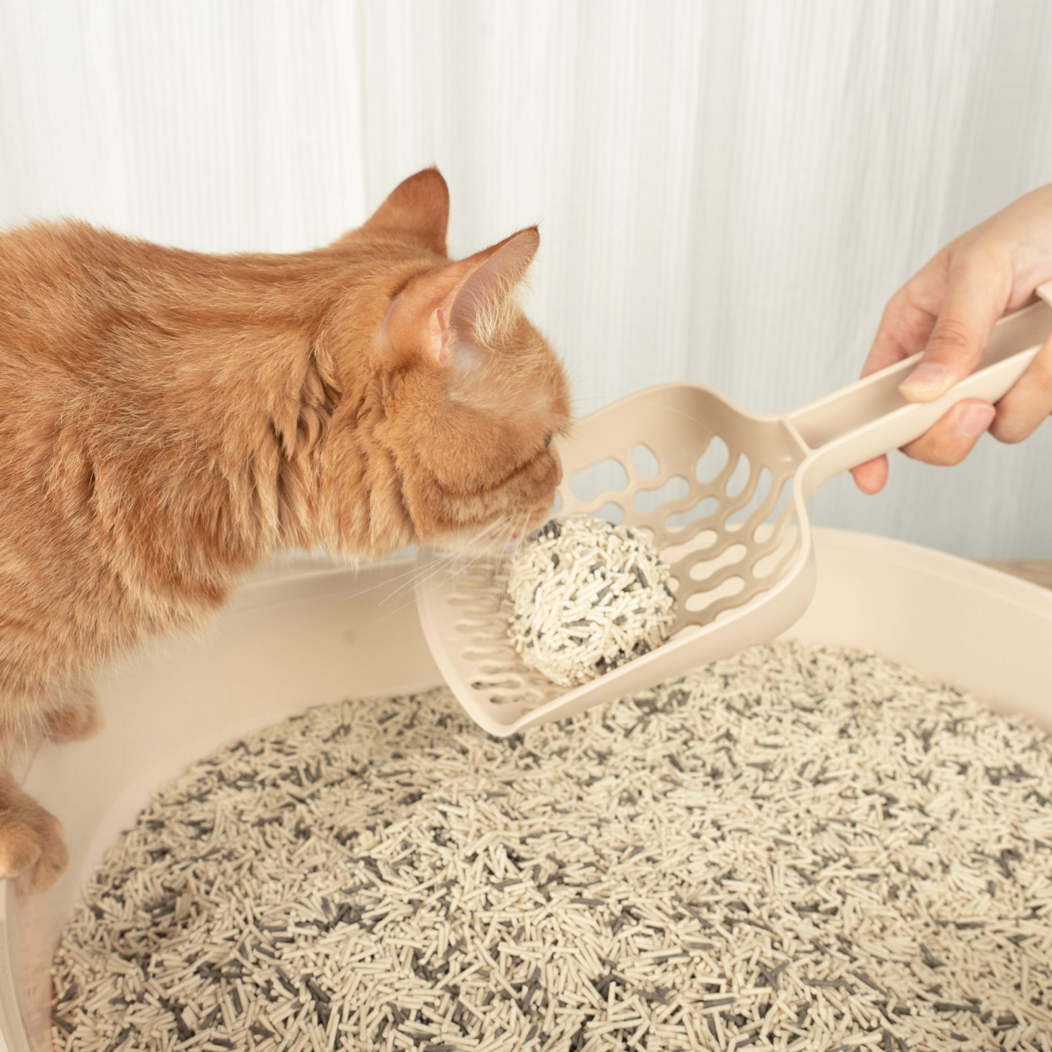 Cat Meowing at Night? 6 Tips to Stop the Noise - Lady N US - Suppress Cat Meowing Noise With Electronics