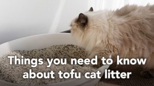 things you need to know about tofu cat litter