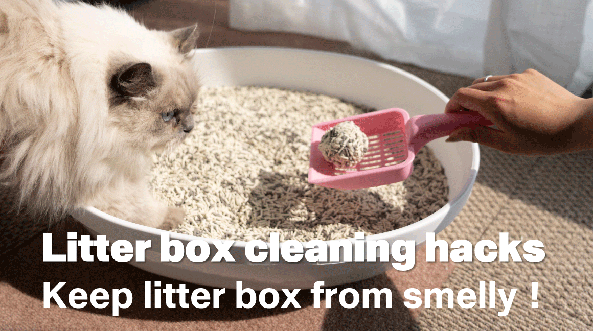 Clean litter box hacks! Keep cat litter box from smelly｜Lady N Lady N US