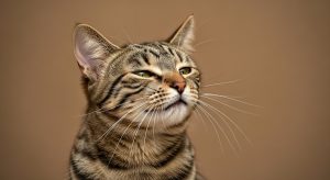 Why Is My Cat Sneezing? Common Causes and When to Worry